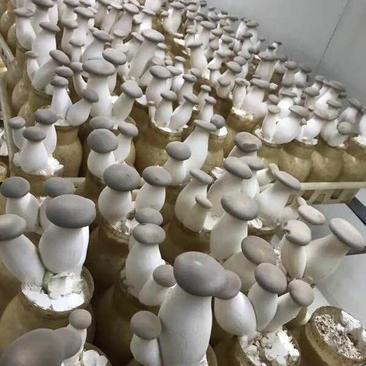 洛陽瀍河區(qū)杏鮑菇批發(fā)市場觀察 優(yōu)質(zhì)貨源與便捷代理服務(wù)